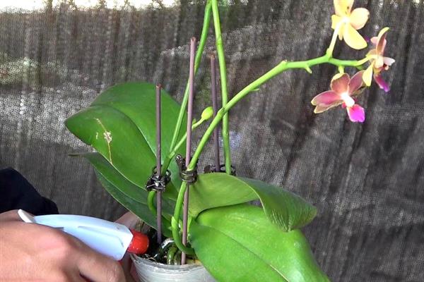 蝴蝶兰花苞期的养护方法，要保持充足的光照