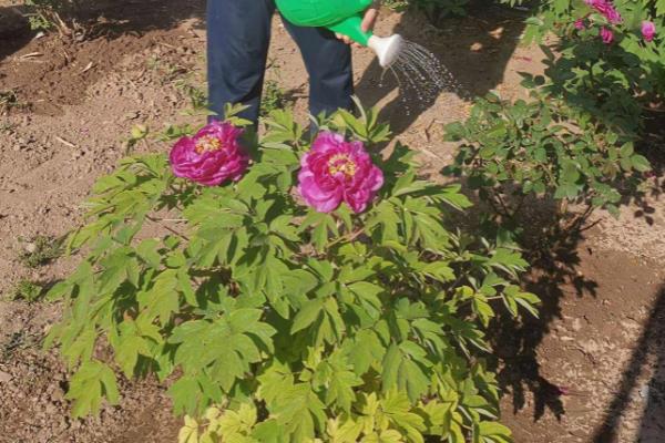 夏季怎么给牡丹花施肥，花期之前可施加一些腐熟的饼肥水