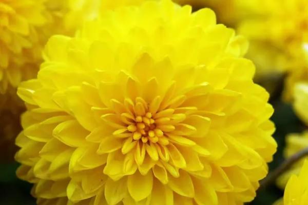 菊花有多少种品种，有7000多个品种