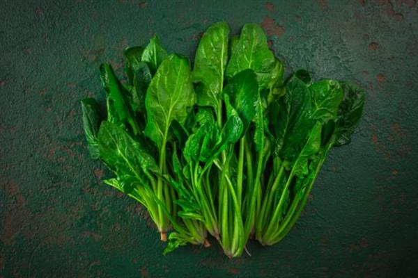菠菜是否四季都能种植，合理安排时间并做好管理即可四季栽培