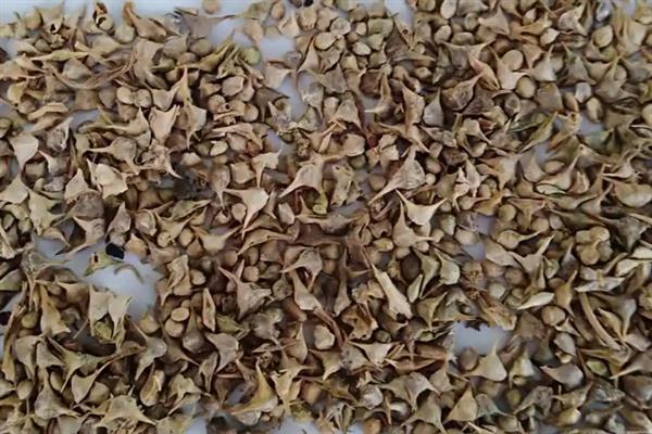 菠菜是否四季都能种植，合理安排时间并做好管理即可四季栽培