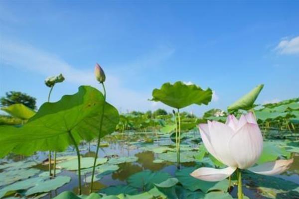 荷花要换水吗，春秋两季5-7天换水一次