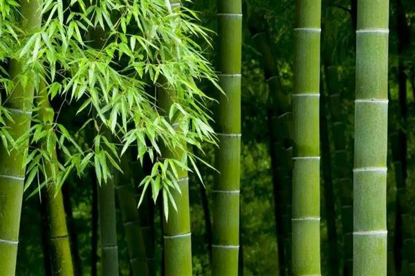 竹类代表的人群，代表宁折不屈、清正廉洁的人