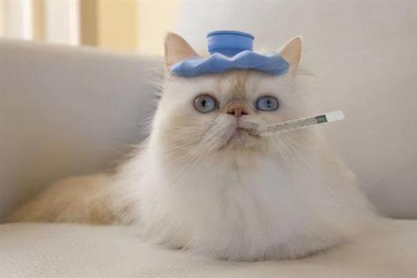 猫感冒了的症状，会出现打喷嚏、流鼻水等
