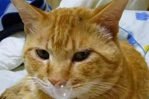 猫感冒了的症状，会出现打喷嚏、流鼻水等