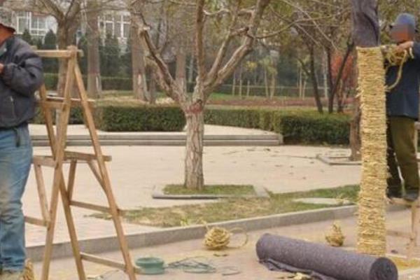 绿化养护包括的范围，包括栽种花草、修剪枝叶等