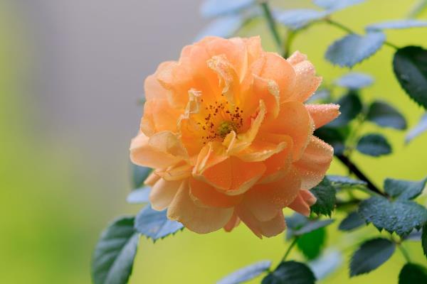 杨梅有花吗，有花且雄花和雌花的形状不同