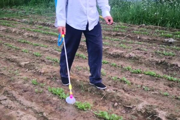 小白菜生虫不用农药如何治虫，可使用草木灰、烟草等灭虫
