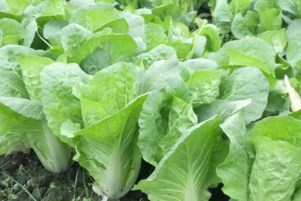 小白菜生虫不用农药如何治虫，可使用草木灰、烟草等灭虫