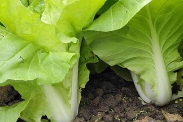 小白菜生虫不用农药如何治虫，可使用草木灰、烟草等灭虫