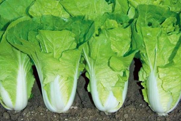 小白菜生虫不用农药如何治虫，可使用草木灰、烟草等灭虫