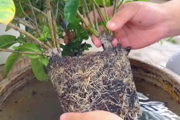 花上小白飞虫如何消灭，可晒土重栽或浸灌药剂
