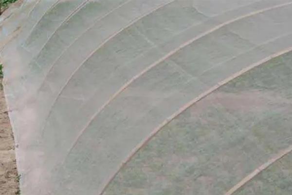 白飞虱打什么农药，可使用百灵可湿性粉剂或吡虫啉等农药