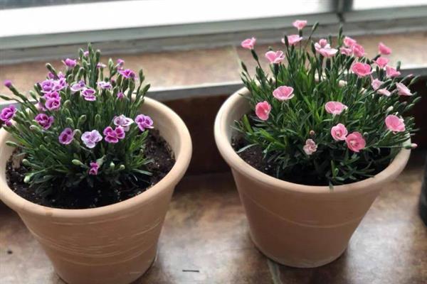石竹花能在室内养吗，石竹花可以在室内养