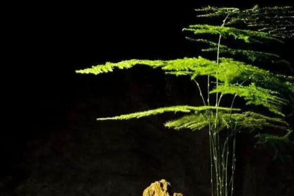 文竹嫩芽干瘪的原因，可能是温度过高或过低导致的