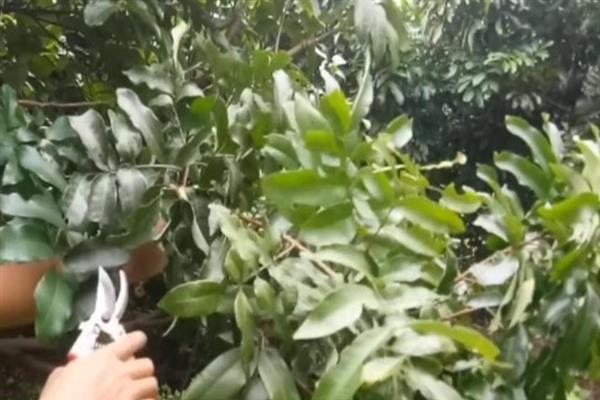 龙眼常见的病虫害与防治方法，常见的有荔枝蝽、斑藻病等