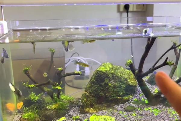 饲养斑马鱼要用哪种水，经过暴晒的自来水、干净的井水或河水均可使