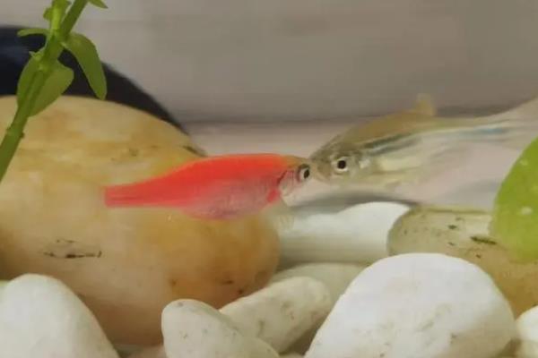 饲养斑马鱼要用哪种水，经过暴晒的自来水、干净的井水或河水均可使