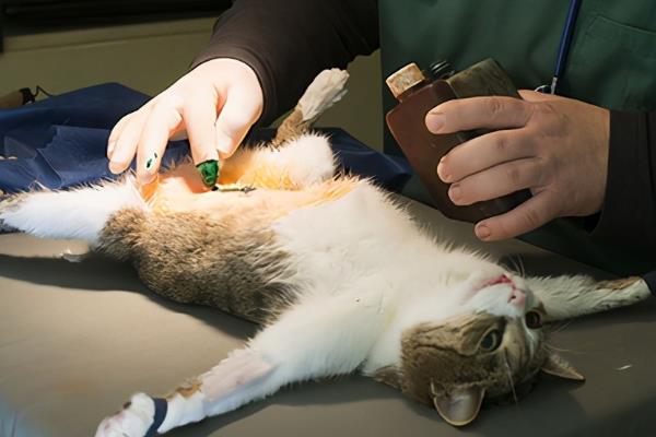 猫咪绝育的原因，其发情的时候异常扰民