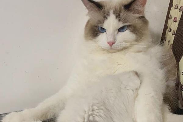 猫咪绝育的原因，其发情的时候异常扰民