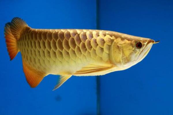 金龙鱼如何区分公母，可以从头部、鳃部和体长来区分
