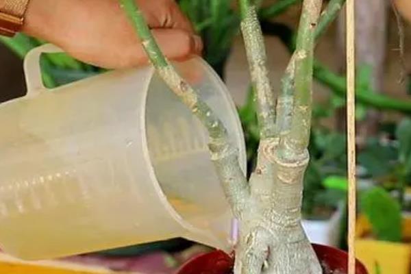 沙漠玫瑰叶尖干枯怎么处理，可补充光照或减少浇水等