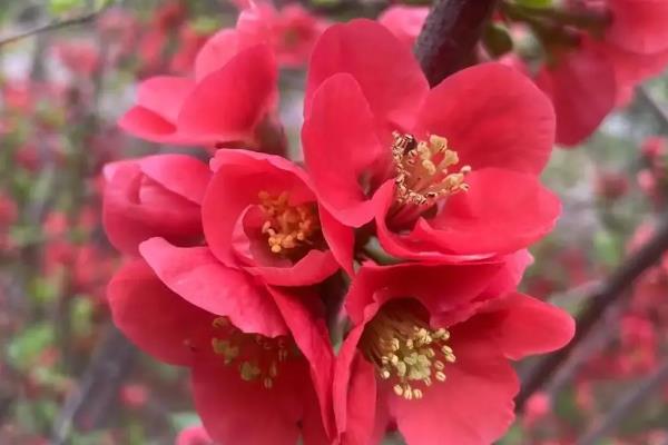 海棠的花语，寓意温和、美丽等