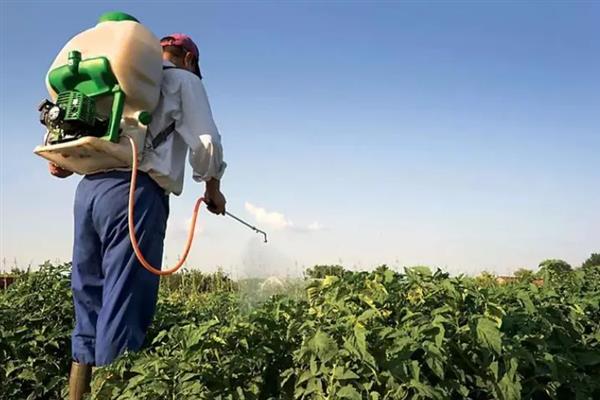 蔬菜打了农药3天能不能吃，建议要等5-7天后再吃