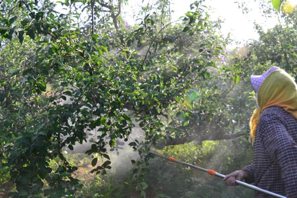 己唑醇和戊唑醇的区别，理化性质、使用效果、安全性均不同