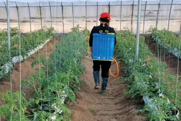 己唑醇和戊唑醇的区别，理化性质、使用效果、安全性均不同