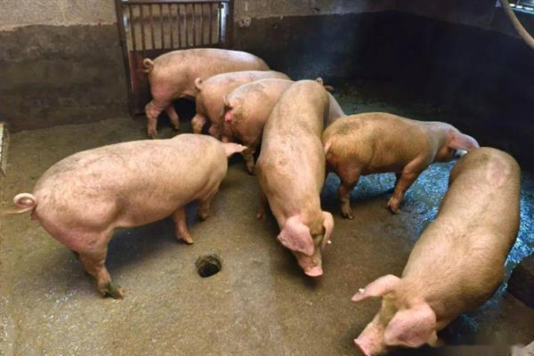 如何散养猪，根据生长阶段饲喂不同的饲料