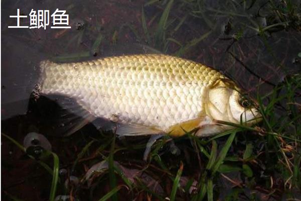 土鲫鱼和养殖鲫鱼有什么区别，体色、外观、体型均不同