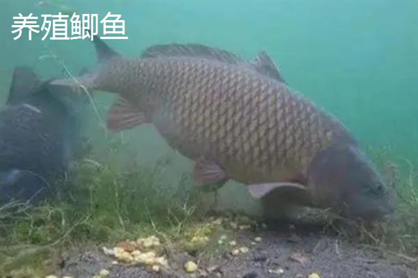 土鲫鱼和养殖鲫鱼有什么区别，体色、外观、体型均不同