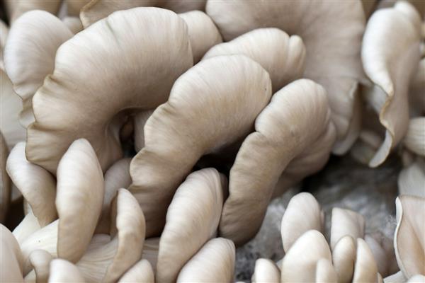 袖珍菇有哪些特征，常见的形状通常有圆形、扁半球形等