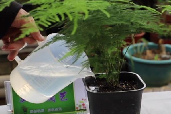 文竹的浇水间隔，秋季每隔5天左右浇一次