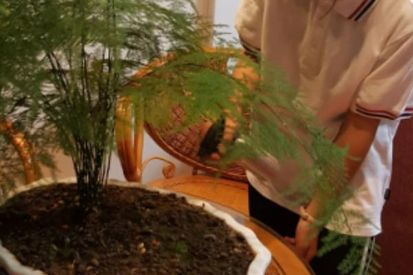 文竹的浇水间隔，秋季每隔5天左右浇一次