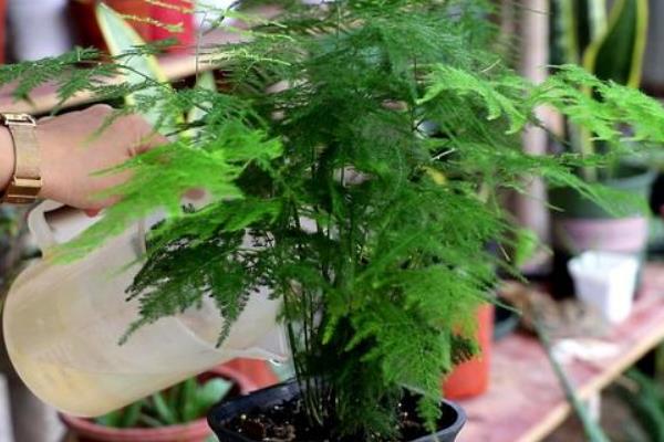 文竹的浇水间隔，秋季每隔5天左右浇一次