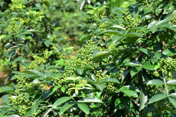 花椒树如何种植，栽种后保持间距在30-40公分左右