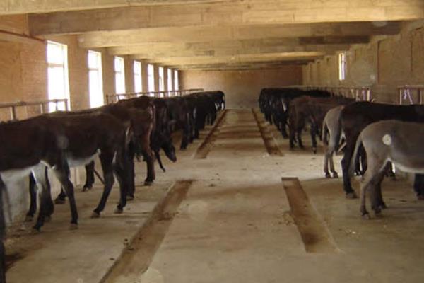 肉驴养殖场的建设方法，需要分生活区、管理区、生产区等
