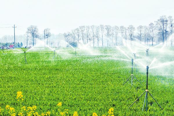 种植大蒜适合施什么肥，农家肥、氮肥、钾肥均适合使用