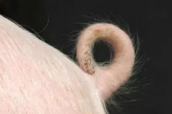 猪下崽所需时间，通常为3小时左右