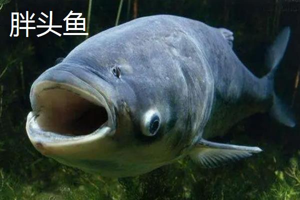 胖头鱼和鲢鱼的区别，头部、颜色和胸鳍均不同