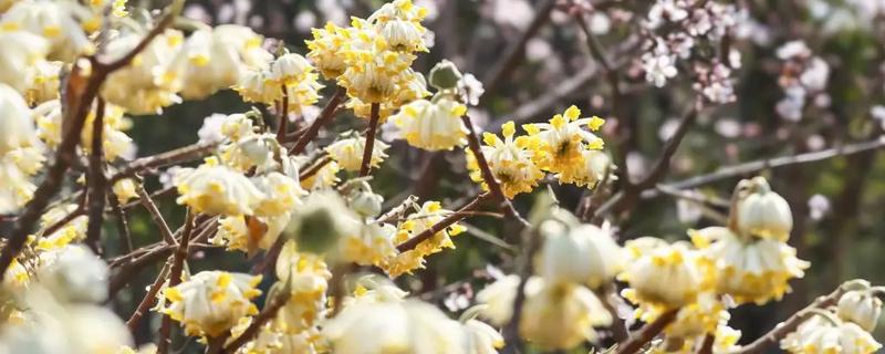 结香花的花语，花语是喜结连枝