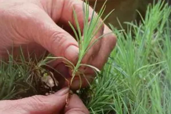石竹的移栽方法，挖出植株修剪根系后再重新栽种