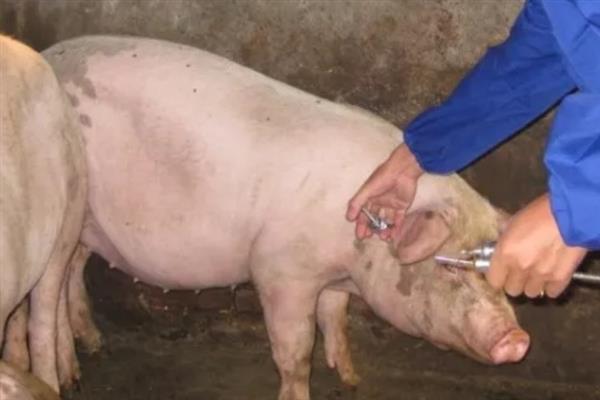 如何饲养怀孕母猪，在妊娠前期可多喂给青饲料