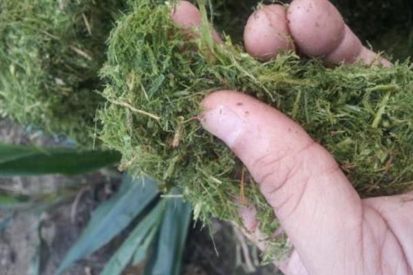 如何饲养怀孕母猪，在妊娠前期可多喂给青饲料