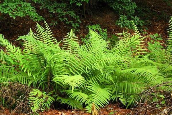 水生蔬菜种类，常见的有水蕨、莲藕、茭白等