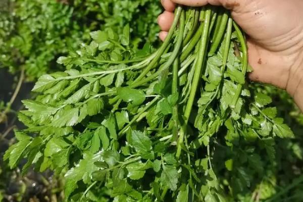 水生蔬菜种类，常见的有水蕨、莲藕、茭白等
