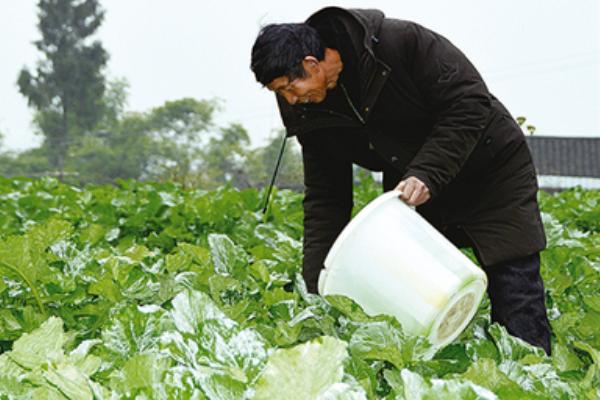油麦菜移栽多久后能施肥，10天左右就可以施肥