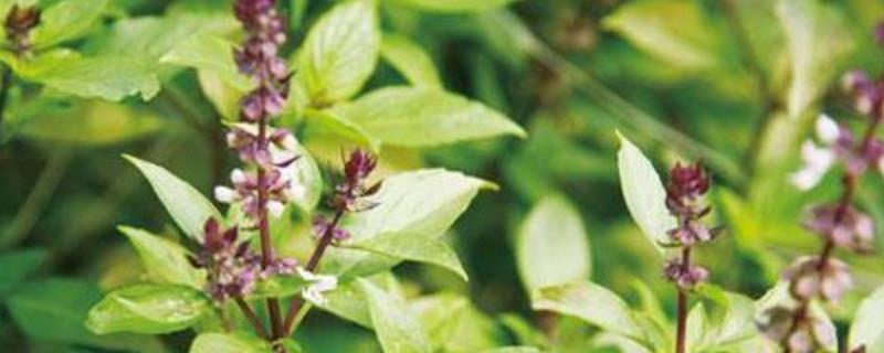 台湾九层塔和罗勒是一种植物吗，它们是一种植物